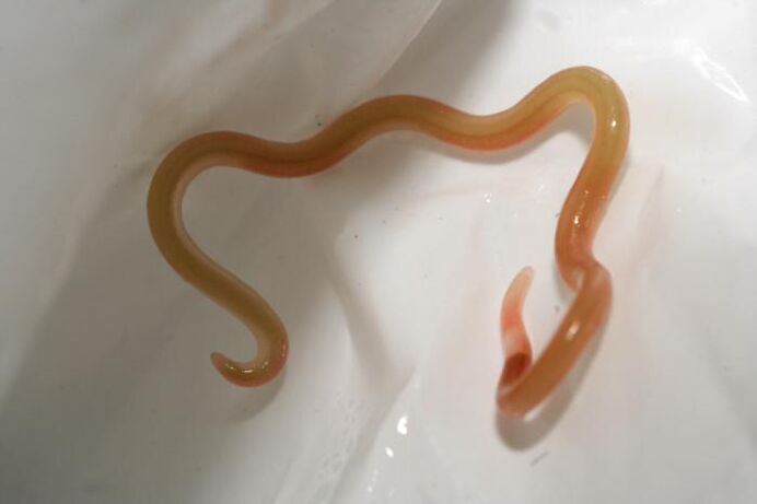 Helminth