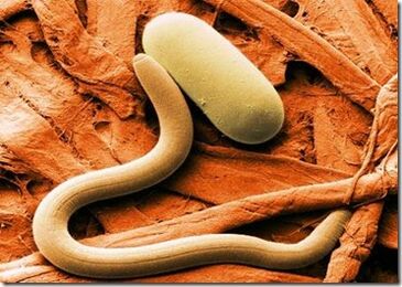 The types of parasites