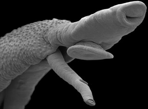 parasitical organism